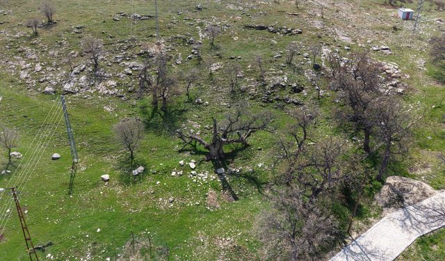Gülistan Doku Soruşturması: Mezarlık İddiası Olan Alan Görüntülendi