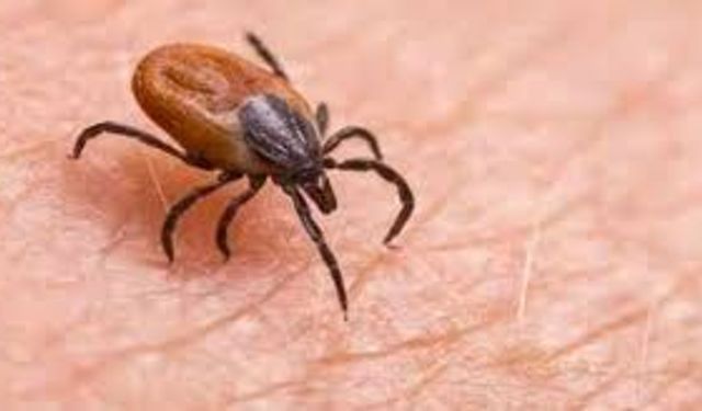 Uzmanlardan Kritik Kene Uyarısı: Belirtiler Gecikebilir