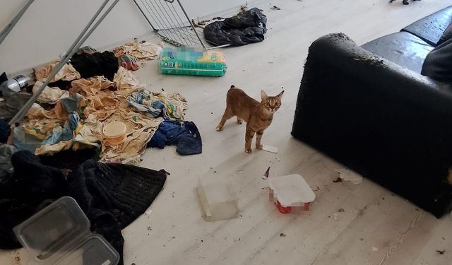 Bolu'da apartmanı saran koku savcılığa taşındı