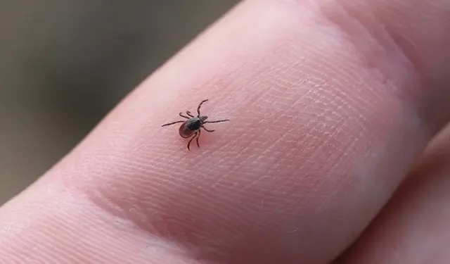 Kenelerin En Uzak Durduğu Kan Grubu Hangisi?