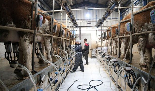 Tarım ve Orman Bakanlığı Açıkladı: Süt Üreticilerine Son 6 Yılda 24,6 Milyar Lira Çiğ Süt Desteği Verildi