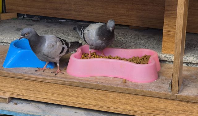Üşüyen Güvercinler Kedi Mamasını Yedi