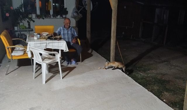 Sivrihisar’da Bahçeye İnen Yabani Tilki Ev Sahiplerince Beslendi