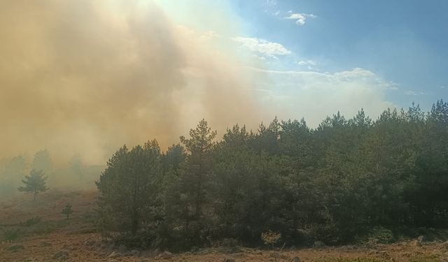 Bolu'daki Orman Yangınına Havadan Müdahale!
