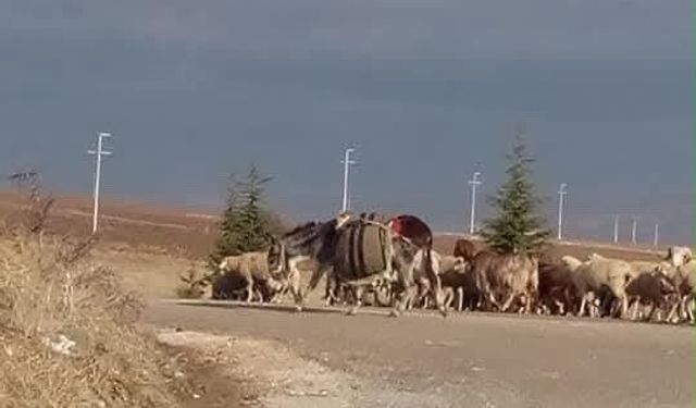 Sivrihisar'da Yola Çıkan Koyuna Çarpan Sürücü Yaralandı