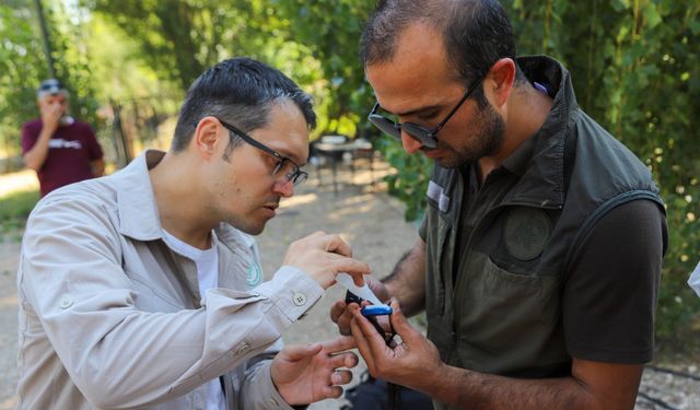 Tedavisi Tamamlanan Kara Akbaba Uydu Vericisiyle Doğaya Bırakıldı