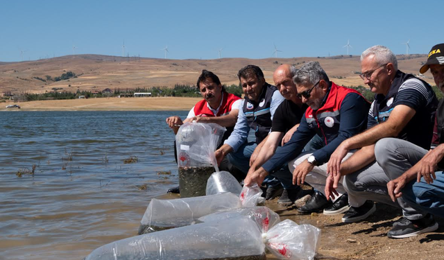 Keskin Göleti’nde Sazan Yavruları Suya Bırakıldı