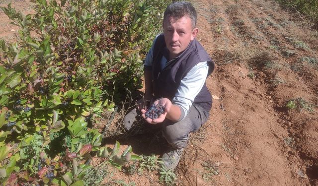 Eskişehir’de "süper meyve" aronya üretimi başladı