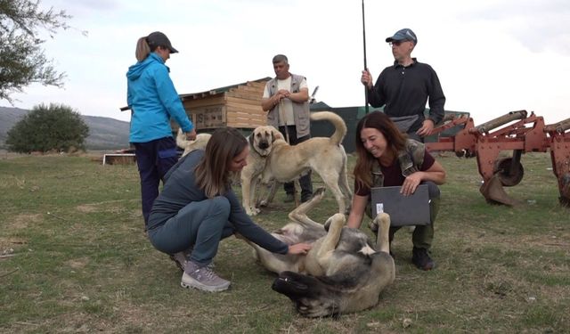 İtalyan Uzmanlar Türk Çoban Köpekleri İçin Eskişehirde
