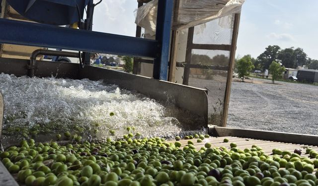 Ödüllü Zeytinyağında Erken Hasat Tamamlandı!