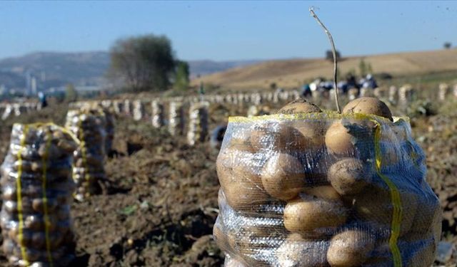 Eskişehir'de kışlık patates satışı başladı
