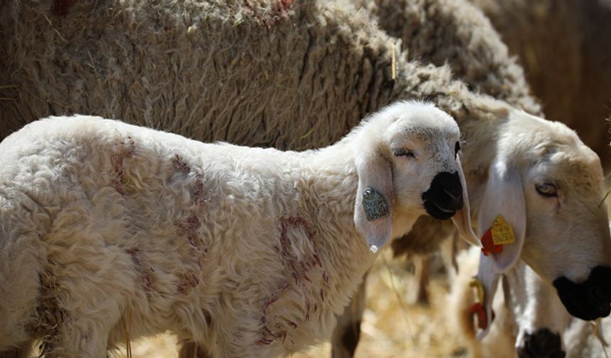 '2021 yılı Anaç Koyun Keçi Desteklemesi' başvuru süresi uzatıldı