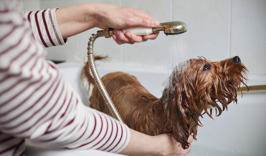 Uzmanından köpek yıkama tavsiyeleri