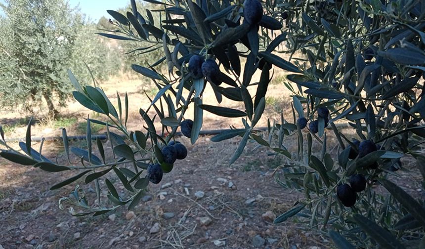 Çiftçiler dönümden 2 ton zeytin aldı, yüzleri güldü