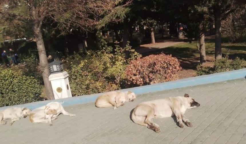 Isınmak isteyen sokak köpekleri kaldırımda güneşlendi