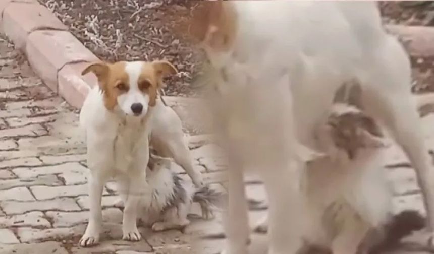 Annesiz kalan yavru kediyi ‘Çiko' isimli köpek emziriyor!