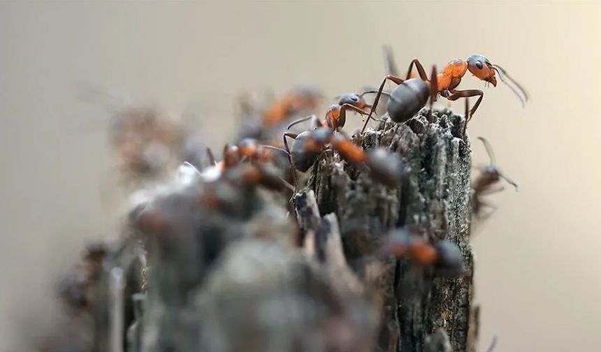 Karınca ve örümcekler eve işte bu yüzden geliyor!