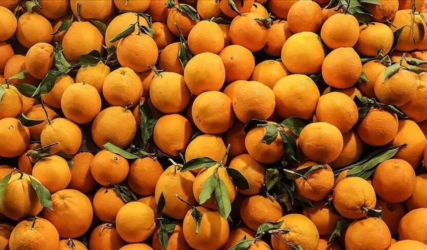 Kışın altın meyvesi günde 2 tane yediğinizde vücudunuzda bakın neler oluyor!