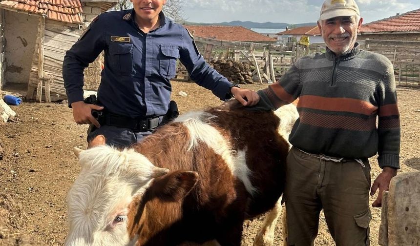 Kaybolan büyükbaşı jandarma yakaladı