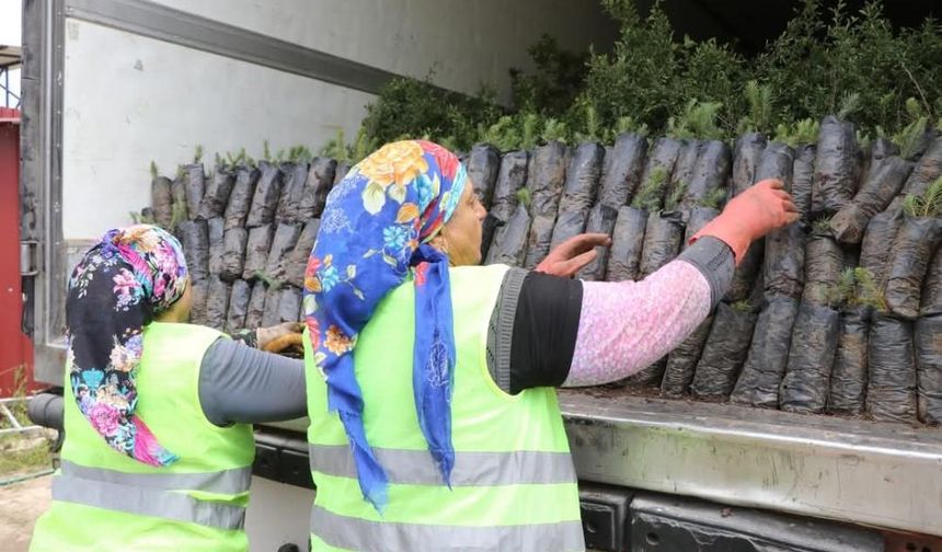 Muğla'dan Azerbaycan'a fidan desteği