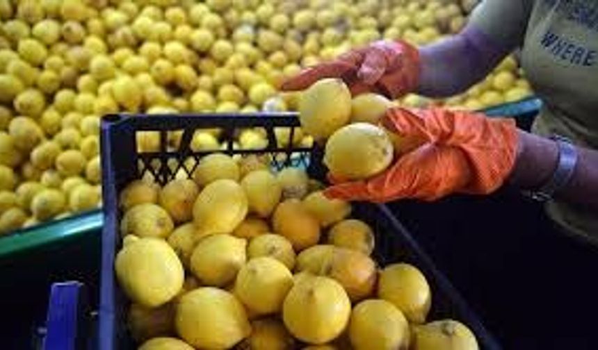 Limonda Vergi İndirimi: Fiyatlarda Düşüş Dönemi Başladı!