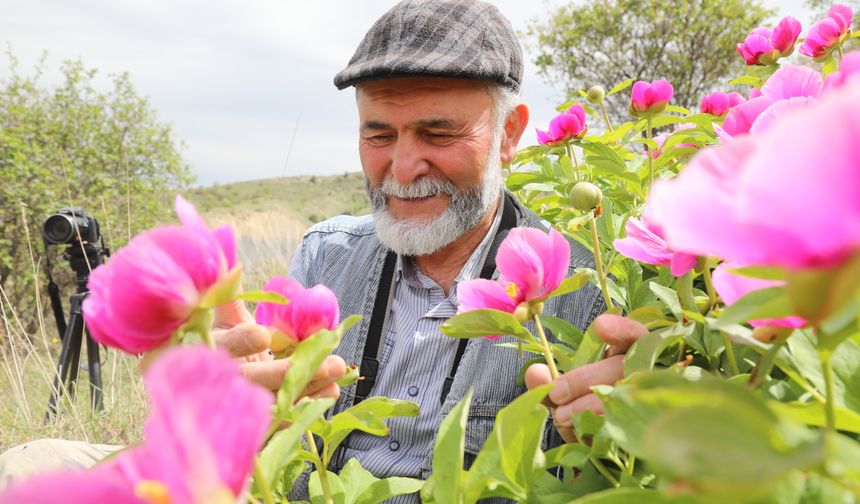 Ankara'da şakayıklar çiçek açtı