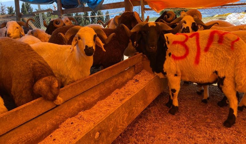 Kocaeli'de Kurbanlıklar Görücüye Çıkmaya Başladı
