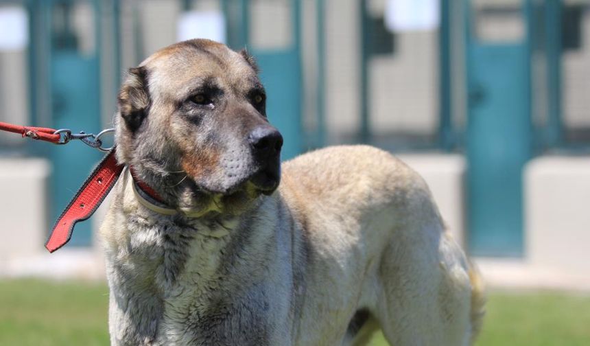 Dünyaca Ünlü Kangal ve Akbaş Yavruları Satılıyor