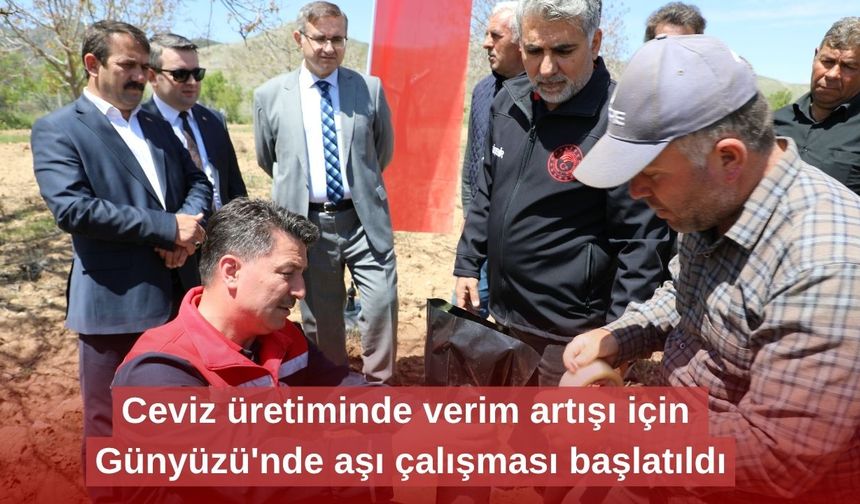 Ceviz üretiminde verim artışı için Günyüzü'nde aşı çalışması başlatıldı