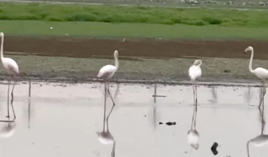 Diyarbakır’da Yıllar Sonra İlk Kez Flamingo Görüldü