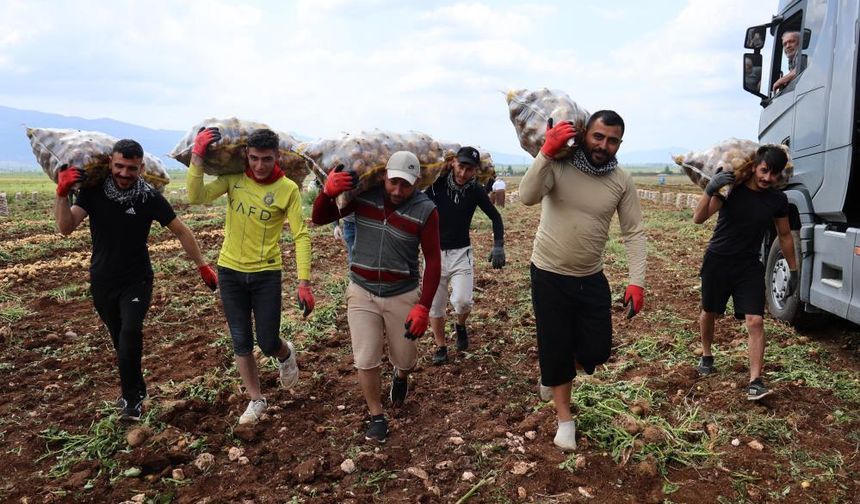 Adana’da Patates Hasadı: Günde 2.500 TL Kazanan İşçiler