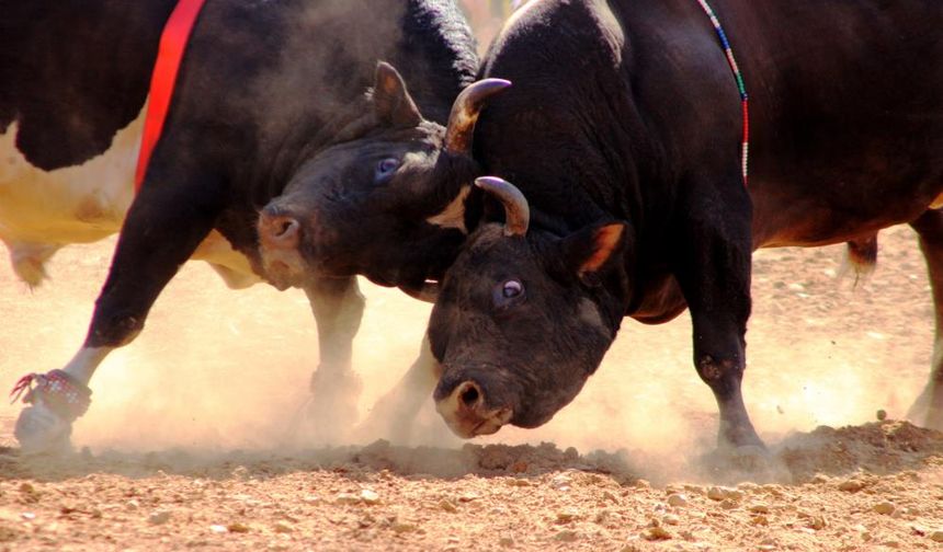Yelişyurt’ta boğalar eğitim için arenaya çıkacak