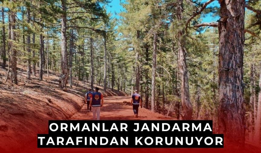 Kayseri’de ormanlar jandarma tarafından korunuyor