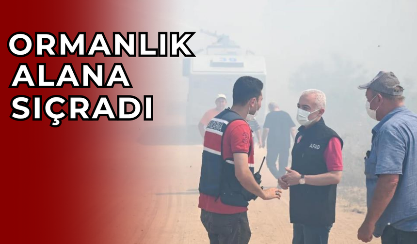 Ormanlık alana sıçrayan yangın söndürüldü