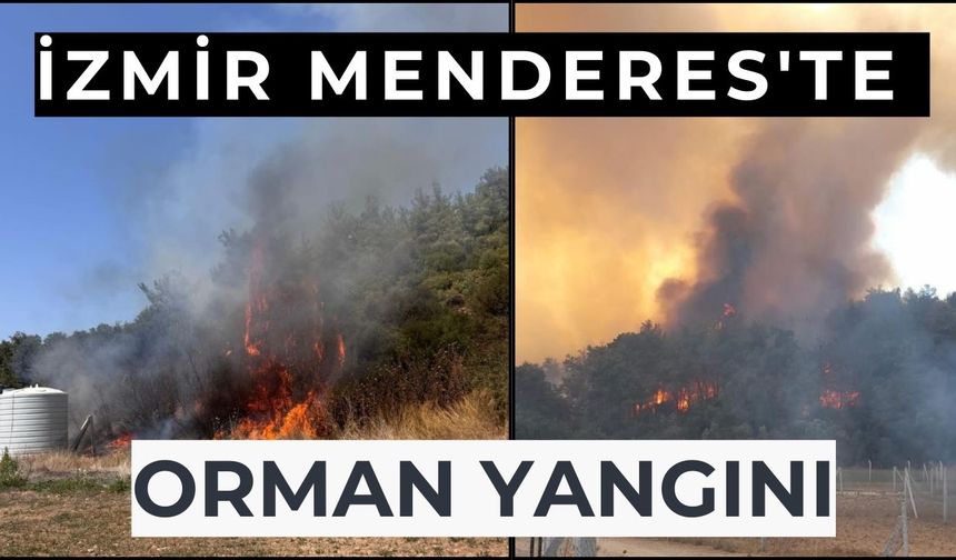 İzmir Menderes'te orman yangını