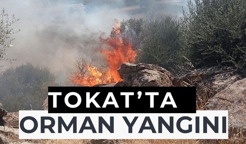 Tokat'ta ormanlık alanda çıkan yangına müdahale ediliyor