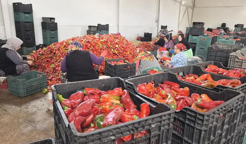 Hollanda'nın biber salçasını kadınlar üretiyor