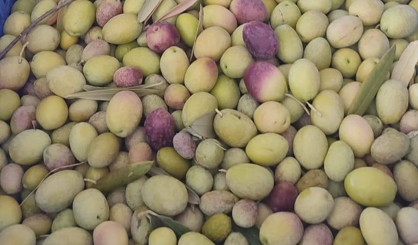 Üreticiler zeytin sineğine karşı son kez uyarıldı