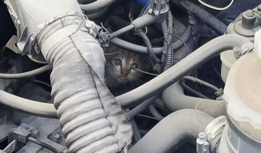 Kaputa sıkışan kediyi ekipler kurtardı