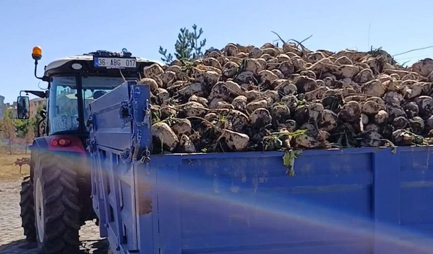 Binlerce pancar şeker fabrikasında işlenecek