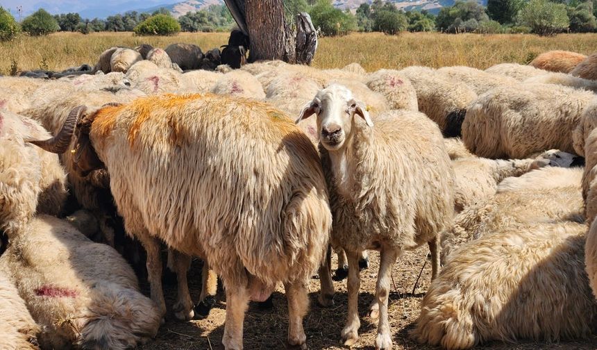 Hayvancılıkta hareket kısıtlamaları kaldırıldı