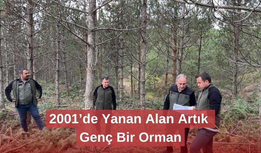 2001’de Yanan Alan Artık Genç Bir Orman