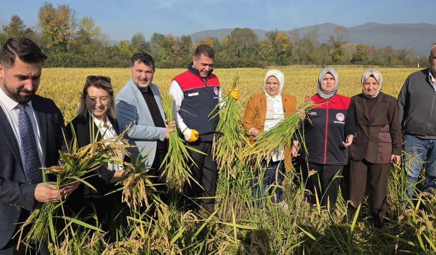 Pirinçte "damlama sulama" bereketi
