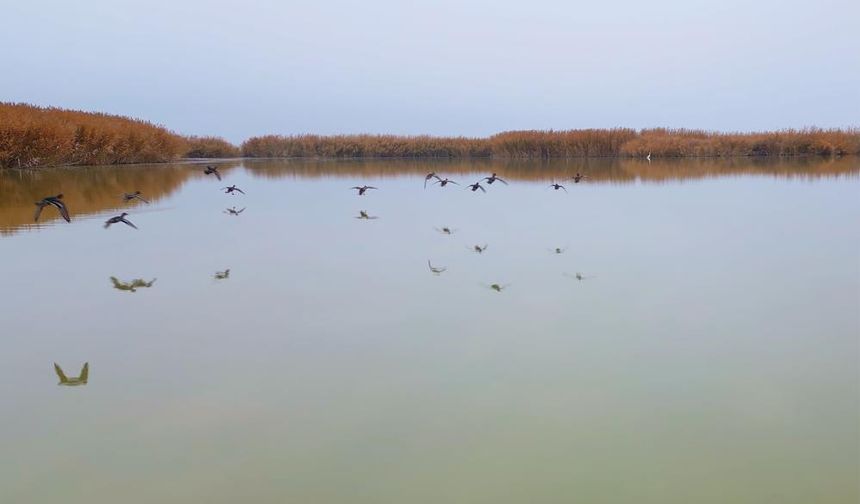 Göç etmeyen kuşlar sıcak sulara sığındı