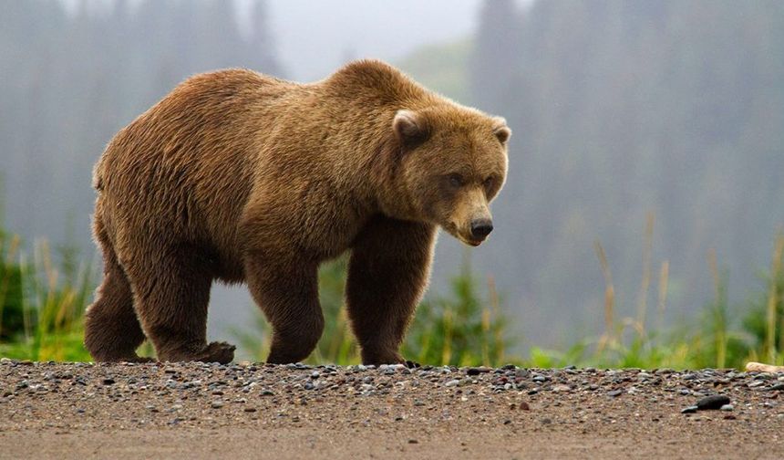 Dünyada Bir İlk! ‘Ayı Sigortası’ Geliyor