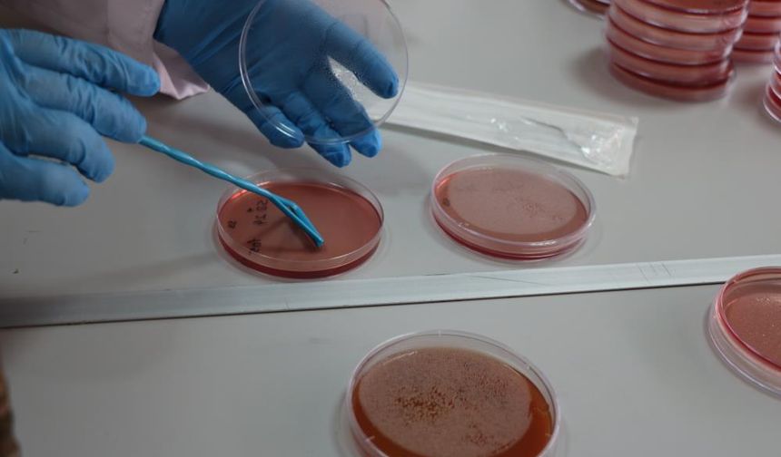 Çiğ süt, gıdayla bulaşan idrar yolu enfeksiyonlarına kapı açıyor