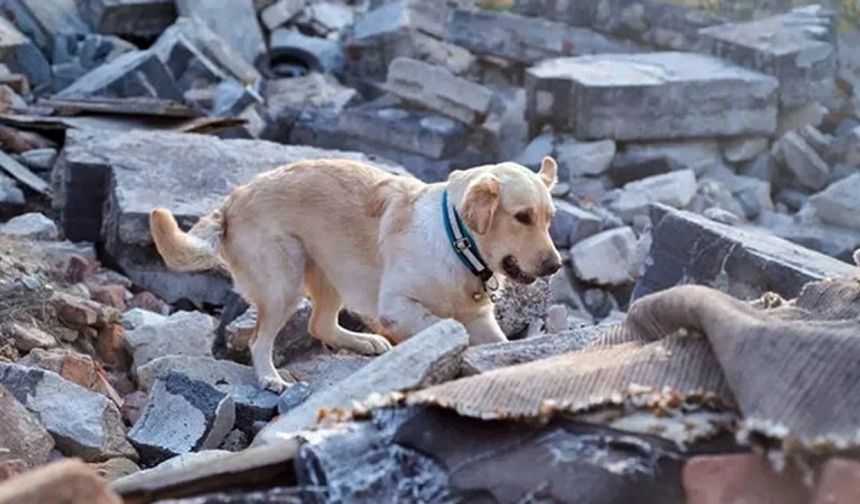 Hayvanlar Bizi Anlıyor mu? Hislerimiz Onlara Ulaşıyor mu?
