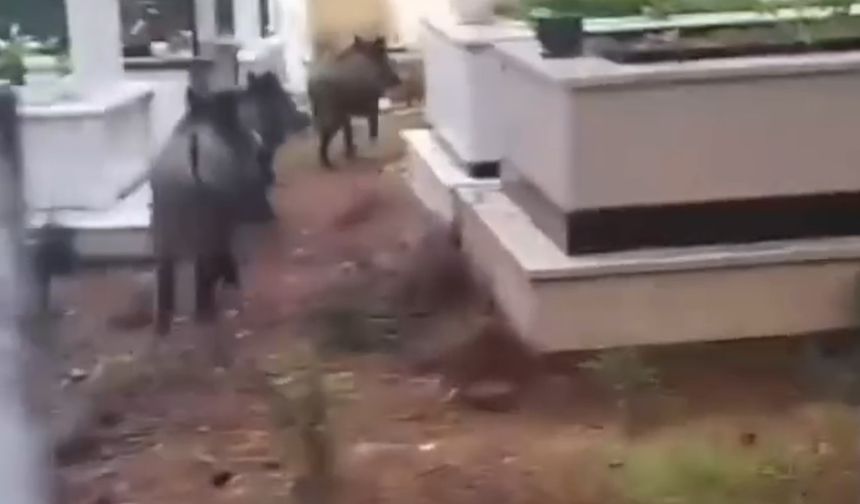 Marmaris’te yaban domusu sorunu büyüyor: Mezarlıklar hedefte!