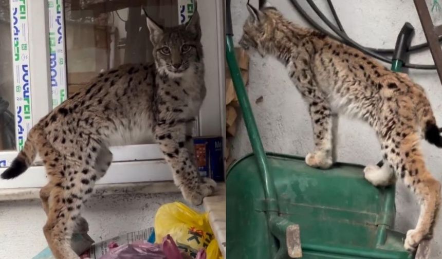 Yolunu şaşıran vaşak ilçe merkezine indi