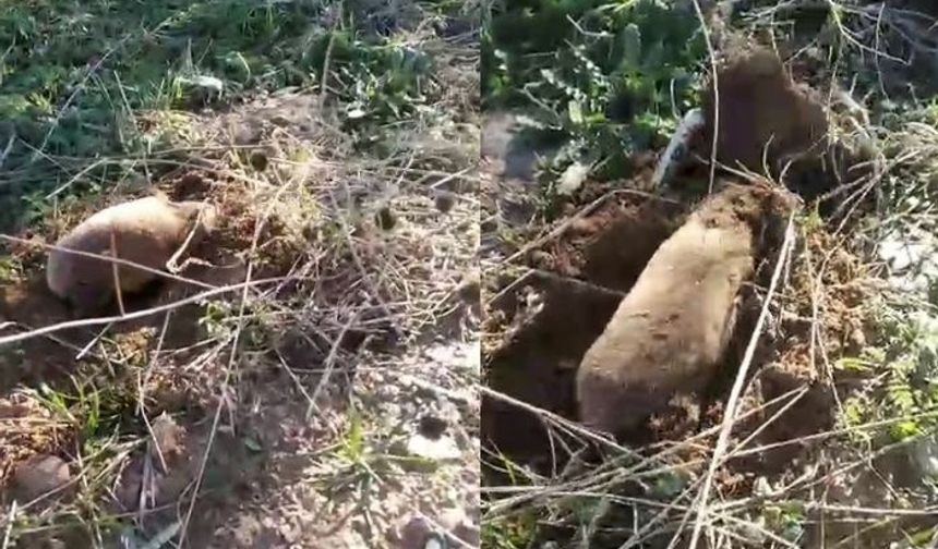 Yer altının gizemli canlısı ortaya çıktı